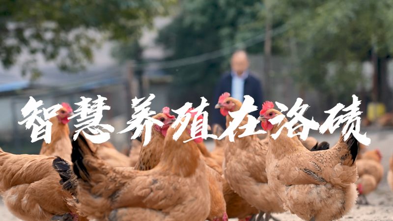 饲料用脂肪酶：价格背后的技术考量